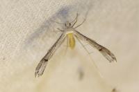 Stenoptilia