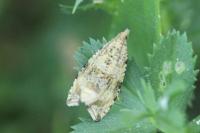 Celypha lacunana