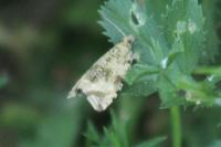 Celypha lacunana