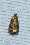 Celypha lacunana