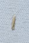Coleophora