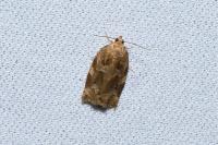 Archips xylosteana