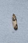 Spilonota ocellana
