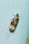 Endothenia gr. gentianaeana