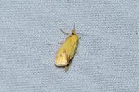 Agapeta hamana