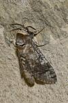 Cossus cossus
