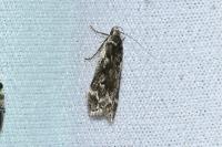 Anacampsis blattariella/populella