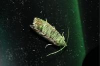 Cydia pomonella