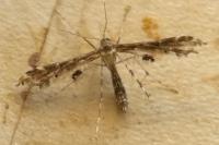 Capperia lorana