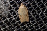 Acleris