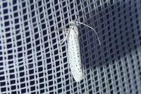 Yponomeuta evonymella