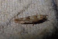 Mompha epilobiella