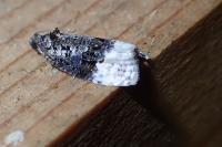 Apotomis betuletana