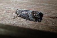Cydia splendana