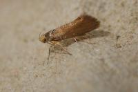 Crassa unitella
