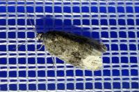 Apotomis capreana