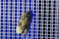 Apotomis capreana