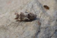 Teleiodes luculella