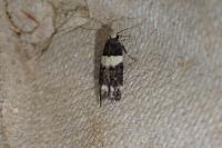 Recurvaria leucatella