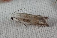 Eucosma albidulana