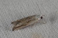 Eucosma albidulana