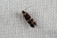 Oegoconia