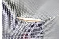 Pleurota aristella