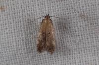 Stomopteryx remissella