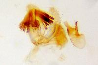 Stomopteryx remissella