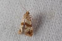 Phalonidia contractana
