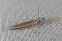 Pleurota aristella