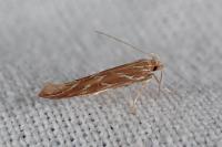 Pyroderces argyrogrammos