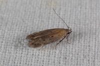 Stomopteryx
