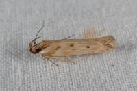 Stomopteryx detersella