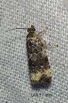 Endothenia marginana