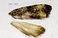 Endothenia marginana