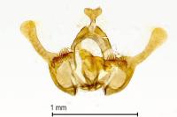 Endothenia marginana