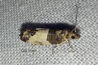 Spilonota ocellana