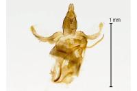 Aproaerema anthyllidella