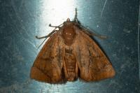 Apoda limacodes