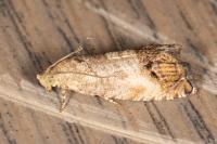 Cydia splendana