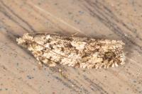 Zeiraphera isertana
