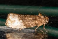 Hedya nubiferana