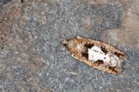 Epinotia brunnichana