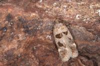 Mirificarma maculatella
