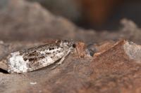 Apotomis turbidana