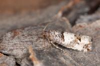 Notocelia incarnatana