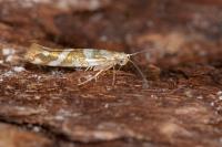 Argyresthia goedartella