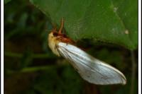 Hepialus humuli