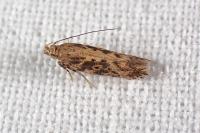 Scrobipalpa ocellatella